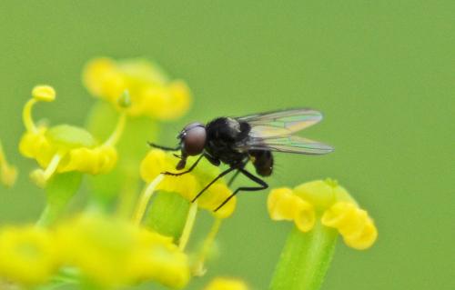 Réf. 237 818 : Azelia monodactyla
